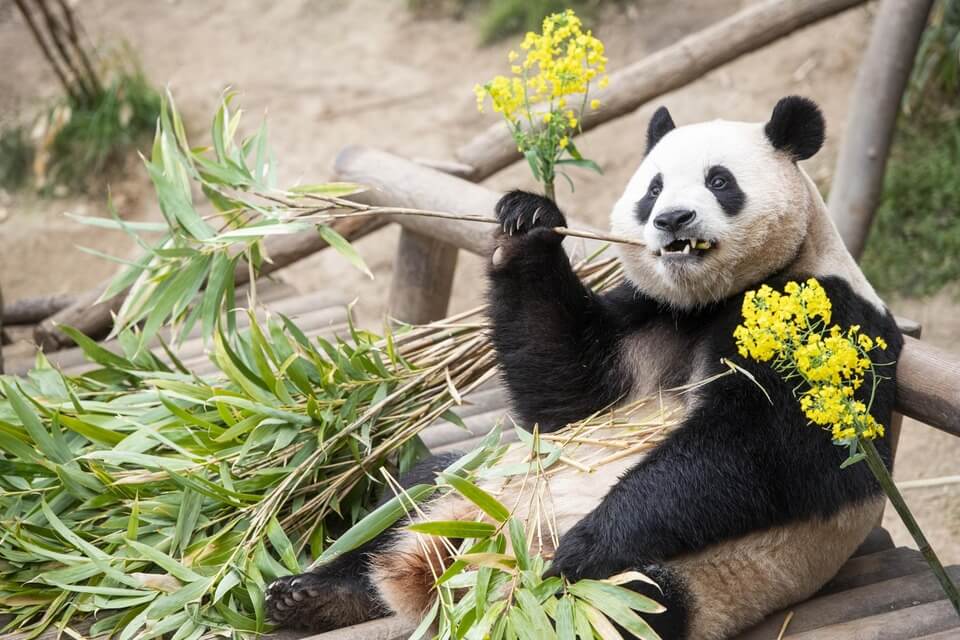 Tham quan Everland Panda World