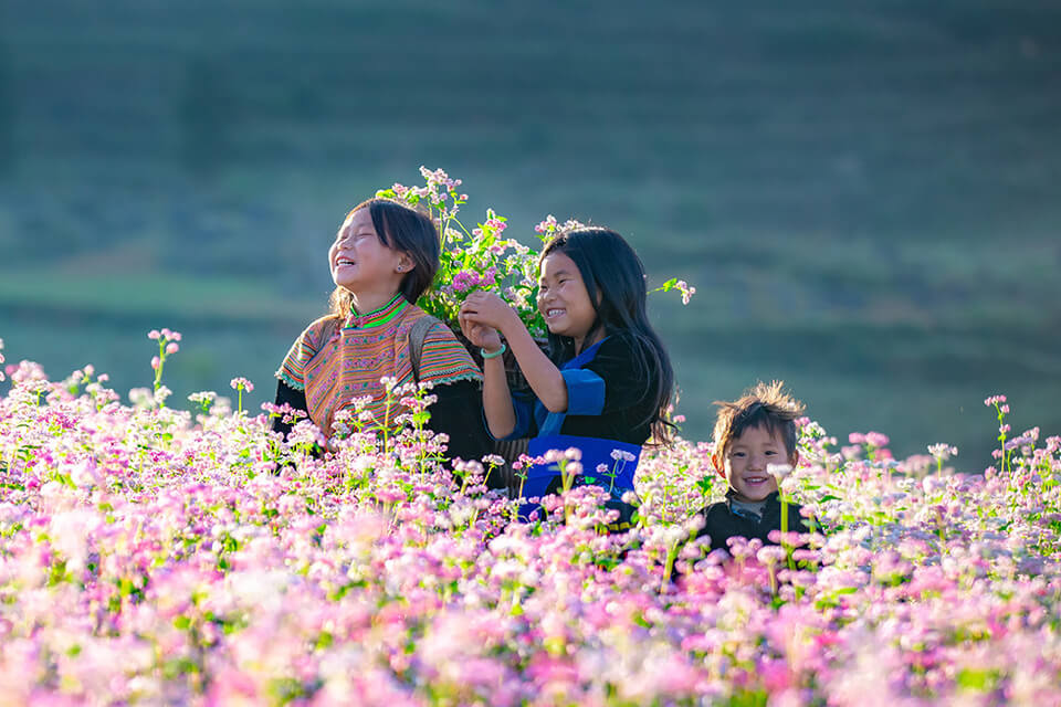 Những em bé vùng cao giữa rừng hoa