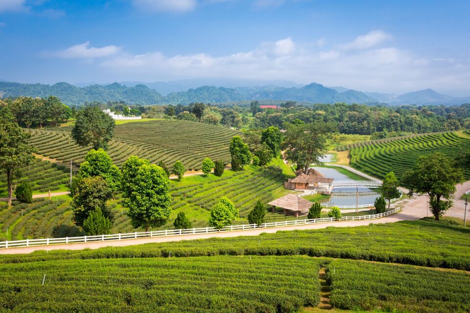 Khung cảnh làng quê hữu tình