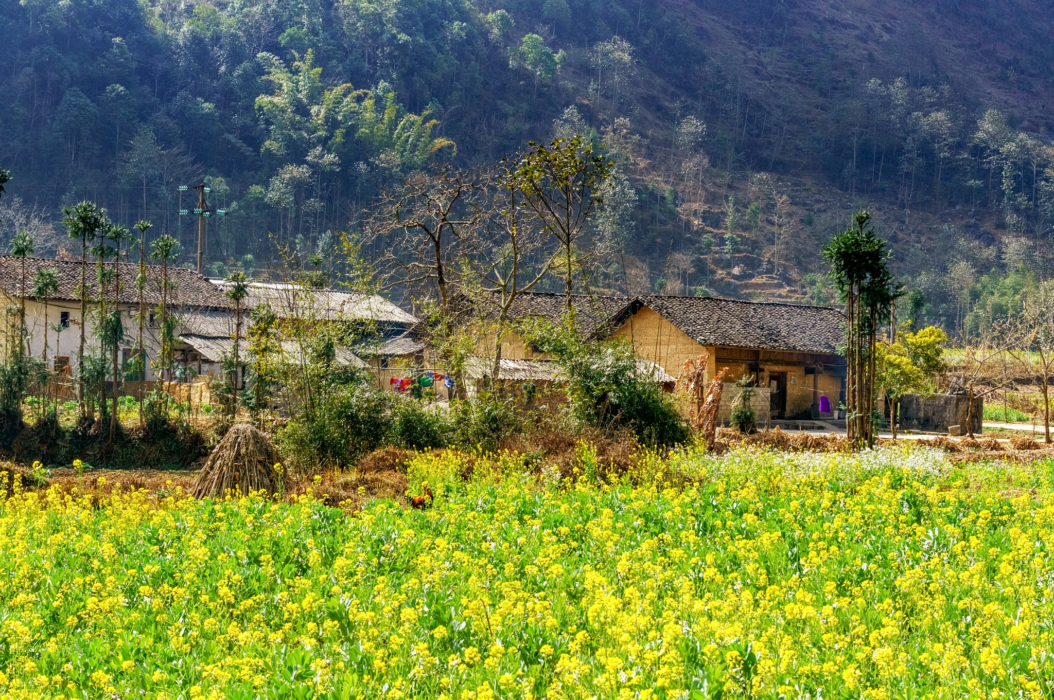 Có một mùa hoa cải Hà Giang như thế này