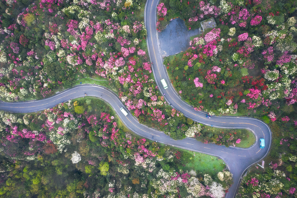 Đường hoa dài hơn 50km