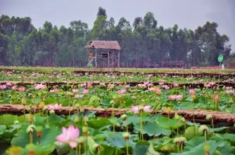 Đồng Tháp mùa nước nổi nghỉ ngơi chất lượng giá thành cực tốt tại TripU