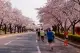 Chạy bộ giữa rừng hoa anh đào rực rỡ tại Fukushima - The 63rd date Momo no Sato marathon